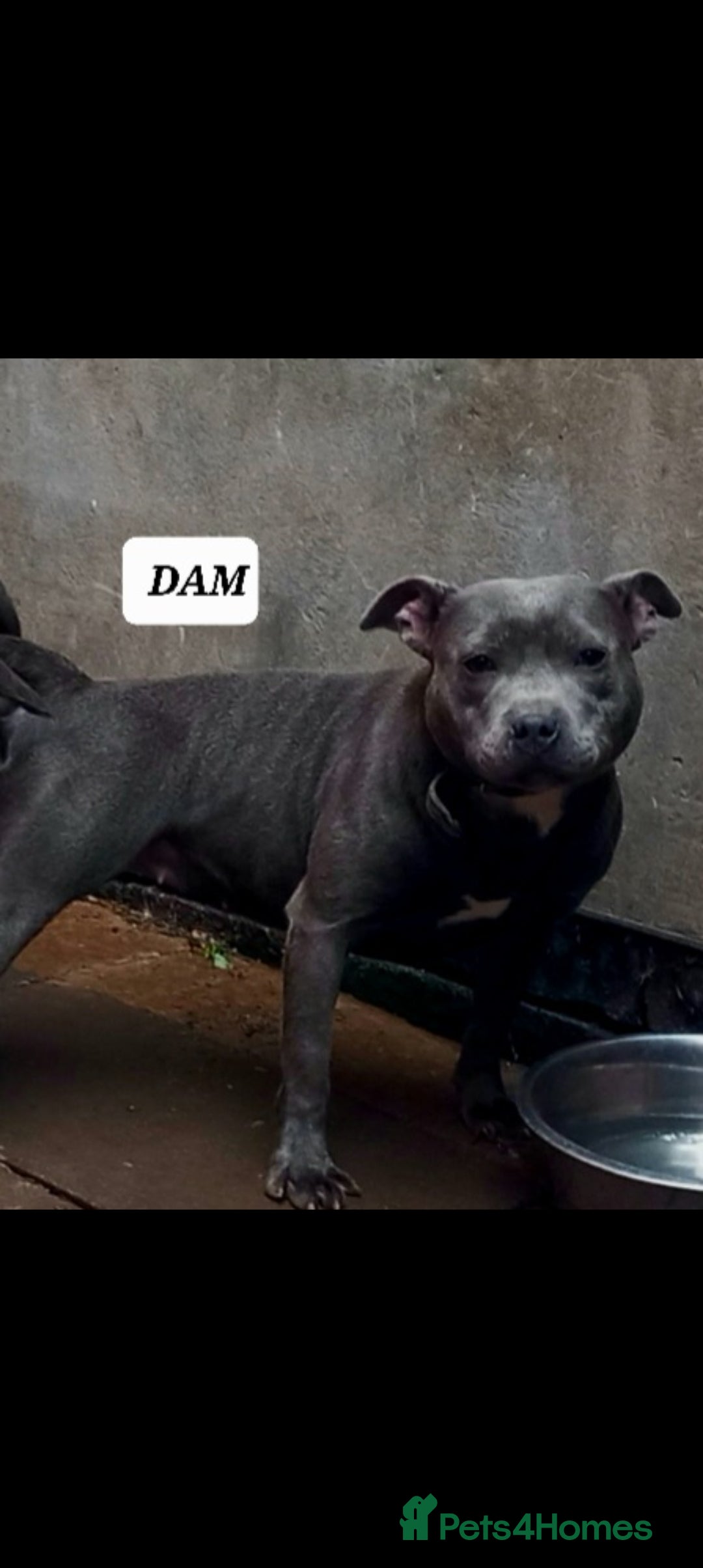 Staffordshire Bull Terrier dogs for sale: ‼️READY NOW Blue Staffy puppies 8 week old‼️ in Birmingham - Image 12