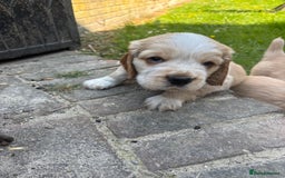 Mixed Breed dogs for sale: Clumber x Cocker Puppies  in Warminster - Image 14