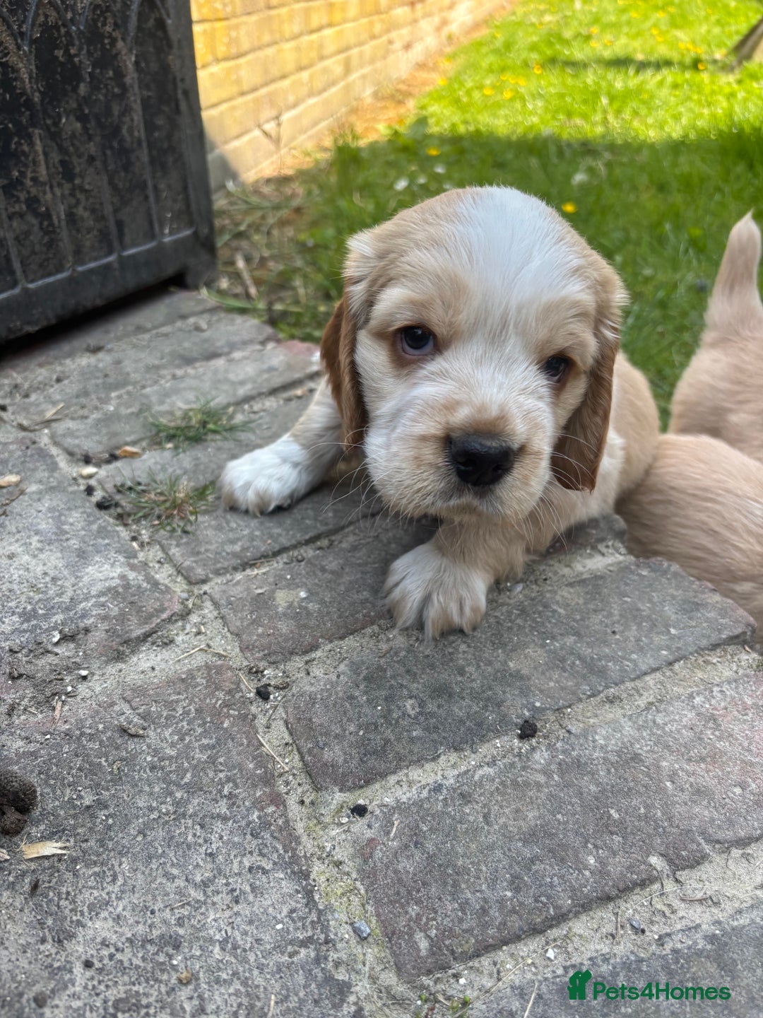 Mixed Breed dogs for sale: Clumber x Cocker Puppies  in Warminster - Image 14