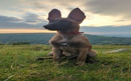 Belgian Shepherd Dog dogs for sale: Rehoming  - Image 2