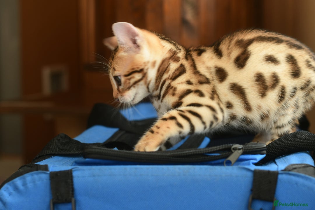 Bengal cats for sale: Show quality Bengal kittens available  - Image 14