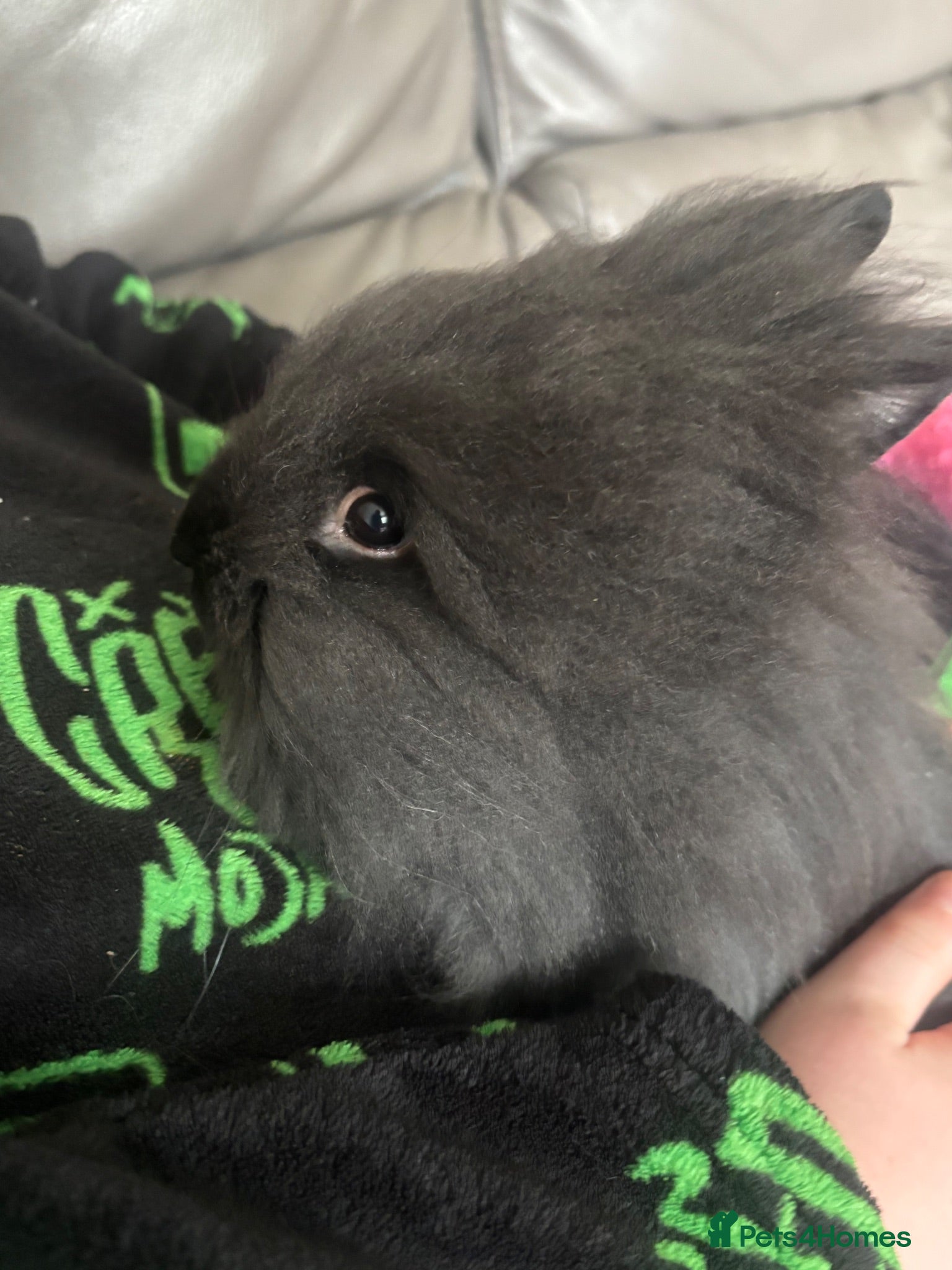 Mini Lop rabbits Lion head male  - Advert 17