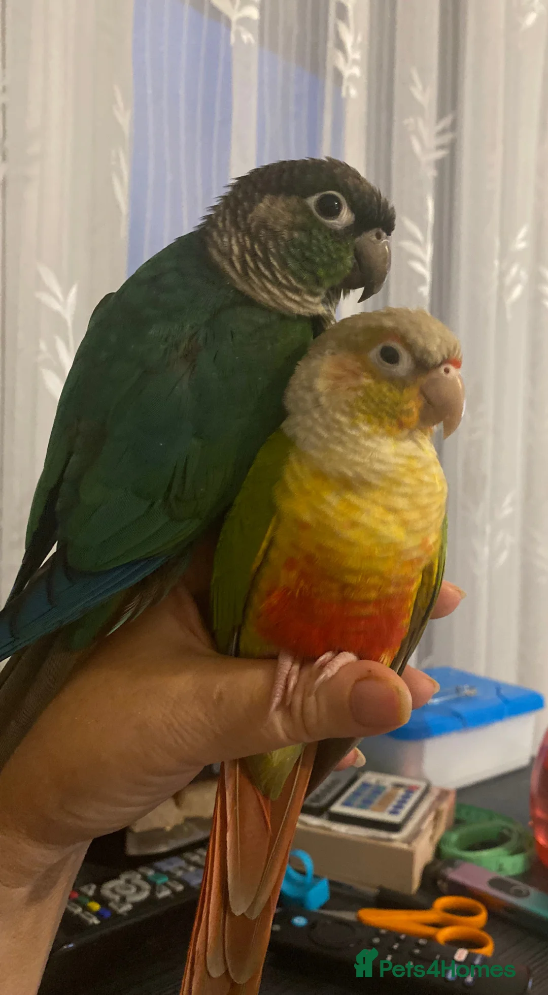 Conures birds for sale: Green Cheek Conures looking for new home - Advert 1