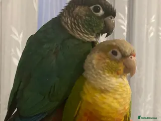 Conures birds Green Cheek Conures looking for new home - Advert 1