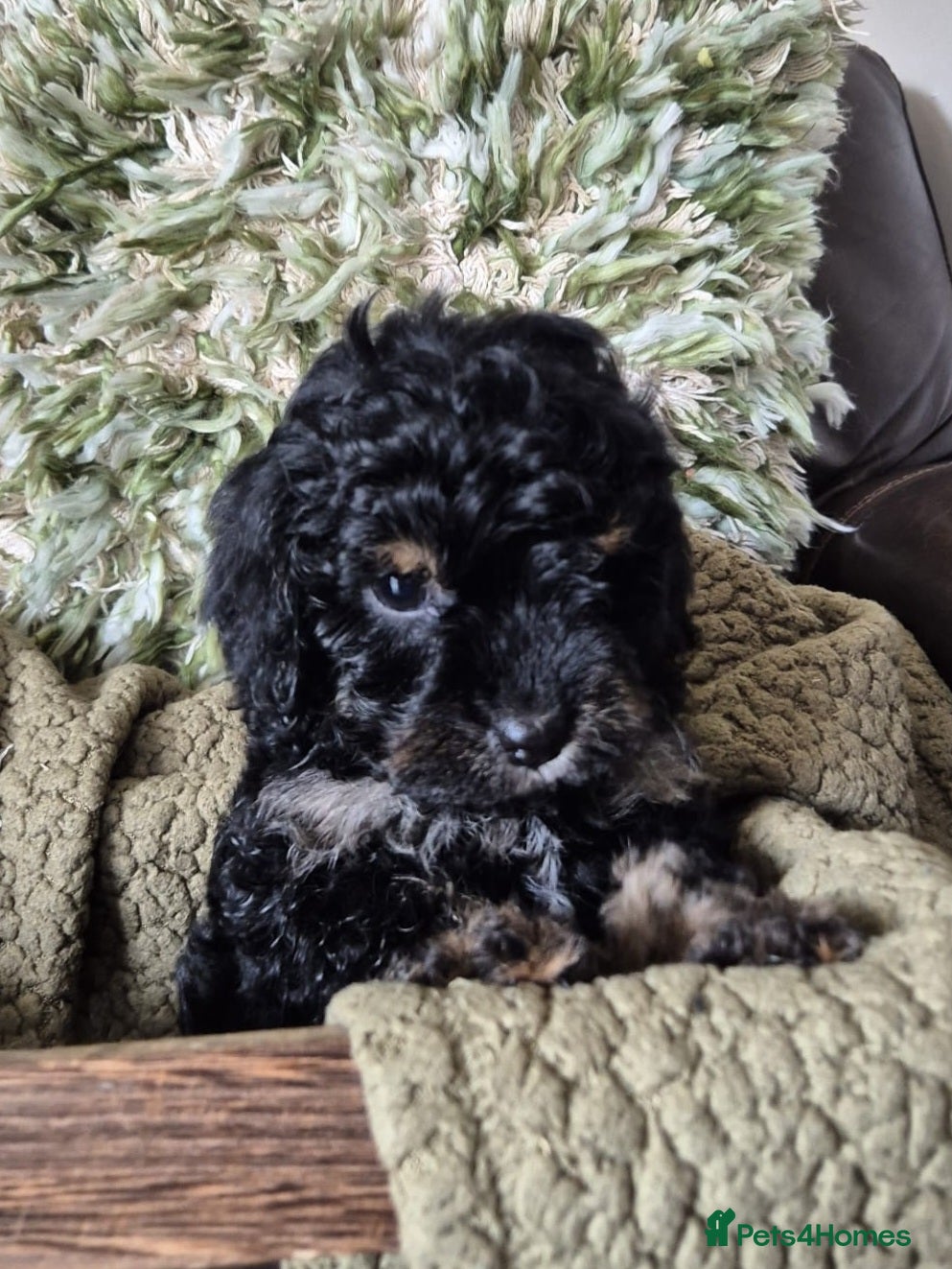 Cavapoo dogs Beautiful cavapoo puppies - Advert 3