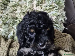 Cavapoo dogs Beautiful cavapoo puppies - Advert 3