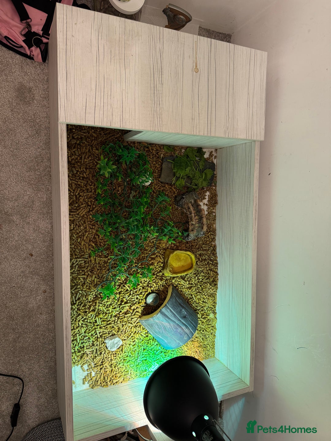 Tortoise reptiles for sale: Horsefeild Tortoise (2 and a half years old) - Advert 8