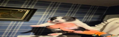 Border Collie 2