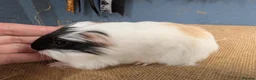 Guinea Pig rodents for sale: Funky breed baby guinea pigs  in Washington - Advert 13