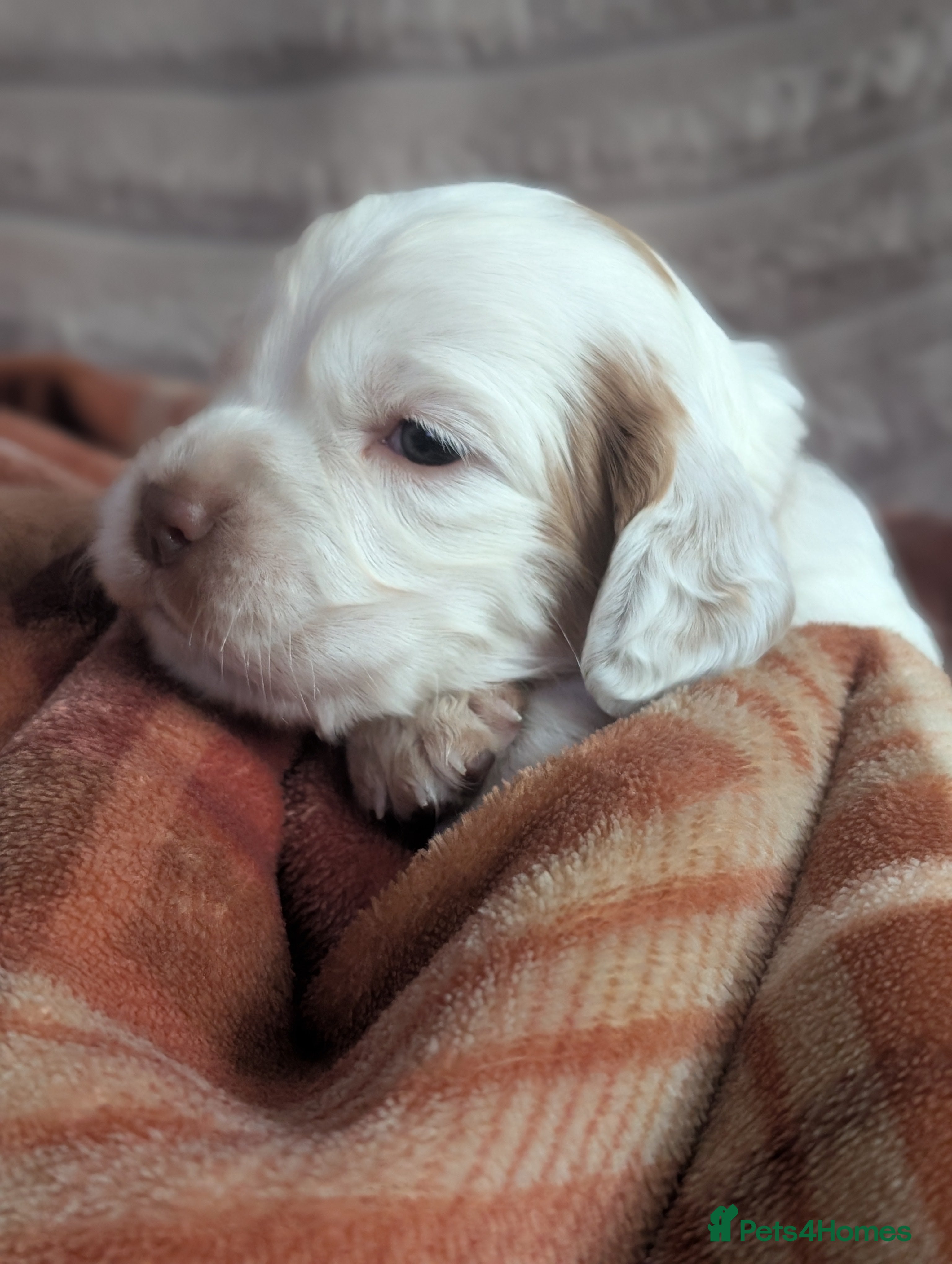 Sprocker dogs Last 2 Sprocker puppies ready end of may - Advert 10