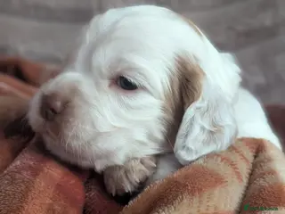 Sprocker dogs Last 2 Sprocker puppies ready end of may - Advert 10