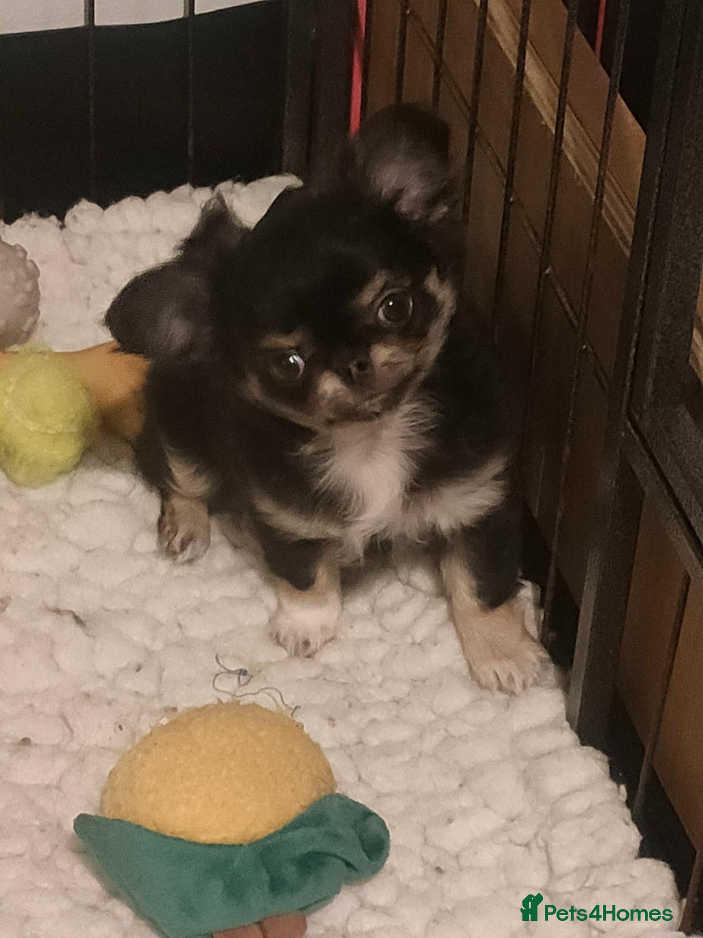 Chihuahua dogs for sale: Stunning long coat chihuahua puppy  - Advert 1