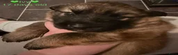 German Shepherd dogs for sale: Female German Shepherd Puppy **available now** - Advert 11