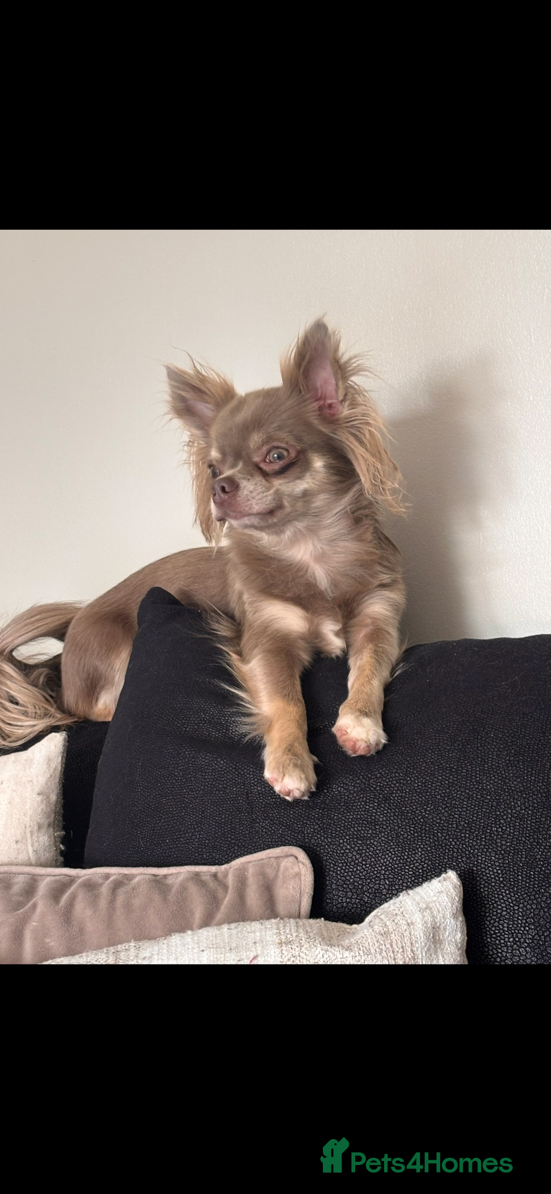 Chihuahua dogs for sale: READY TO GO TINY LONGHAIR CHIHUAHUA  - Image 3