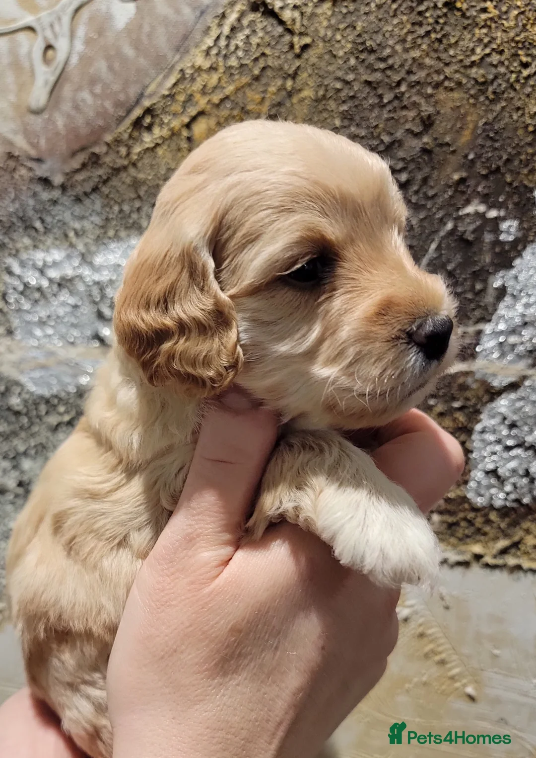 Maltipoo dogs for sale: F1b Maltipoo  - Advert 8