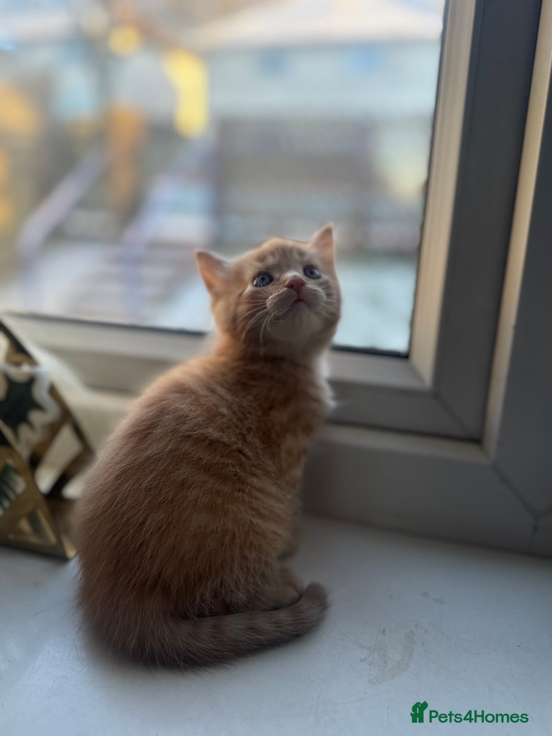 Mixed Breed cats for sale: One girl left 🐾 - Advert 2