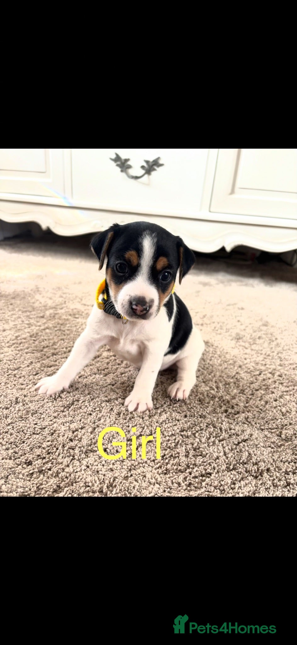 Jack Russell dogs Miniature jack Russell’s  - Advert 1