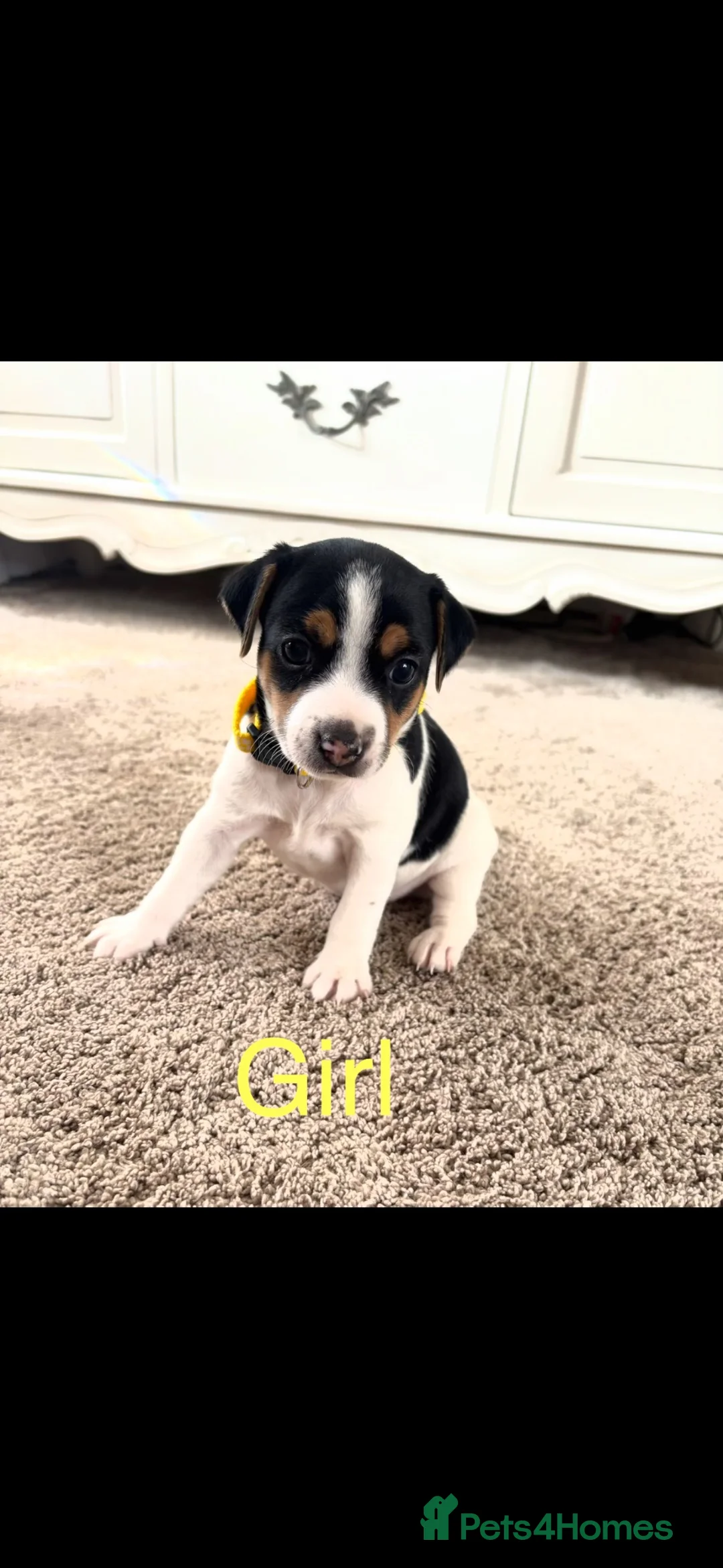 Jack Russell dogs for sale: Miniature jack Russell’s  - Advert 2