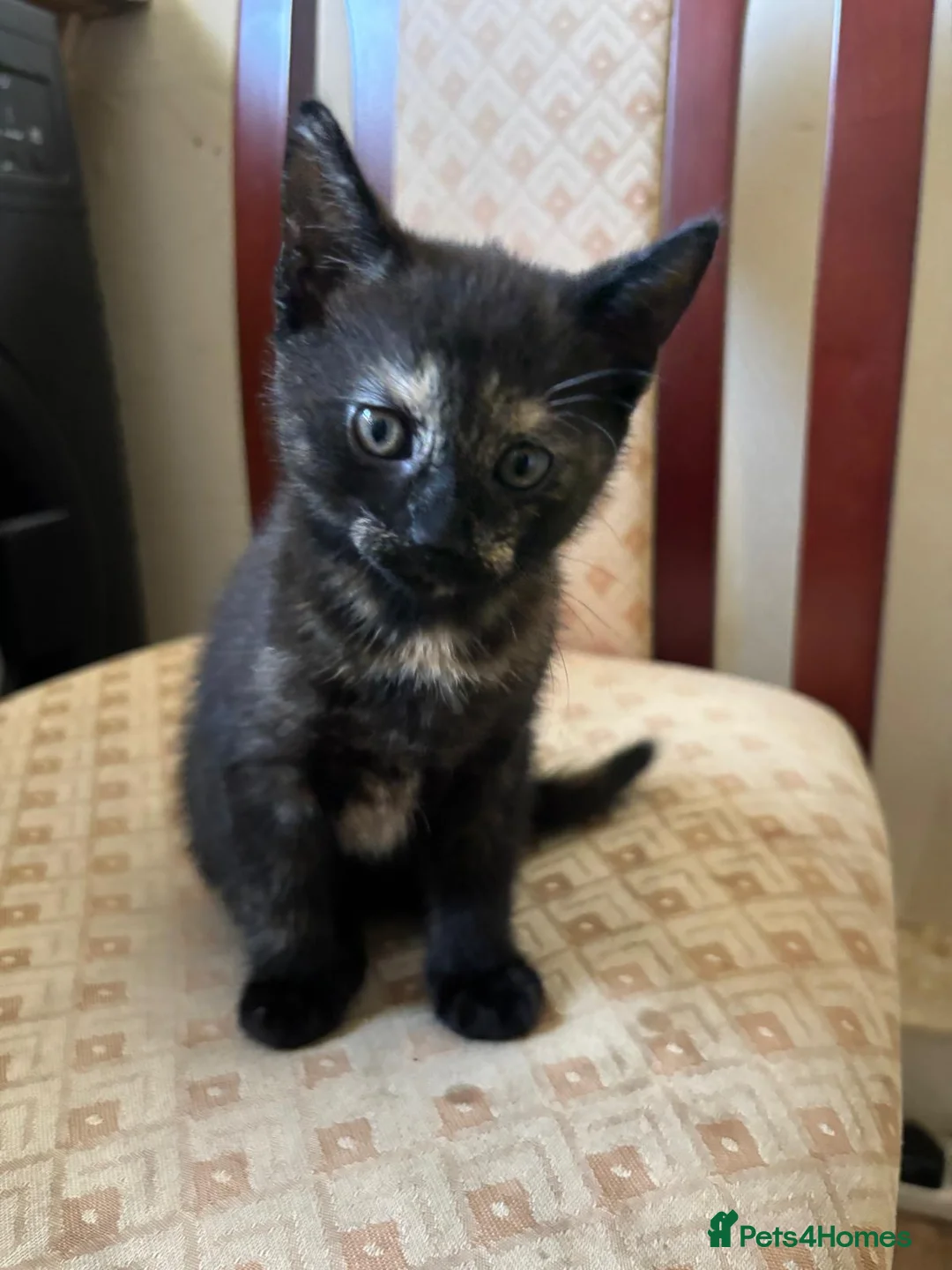 Mixed Breed cats for sale: Lovely female kitten looking for a home. - Advert 2