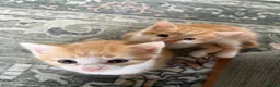 Mixed Breed cats for sale: Two Ginger Male Kittens  in Bicester - Advert 2