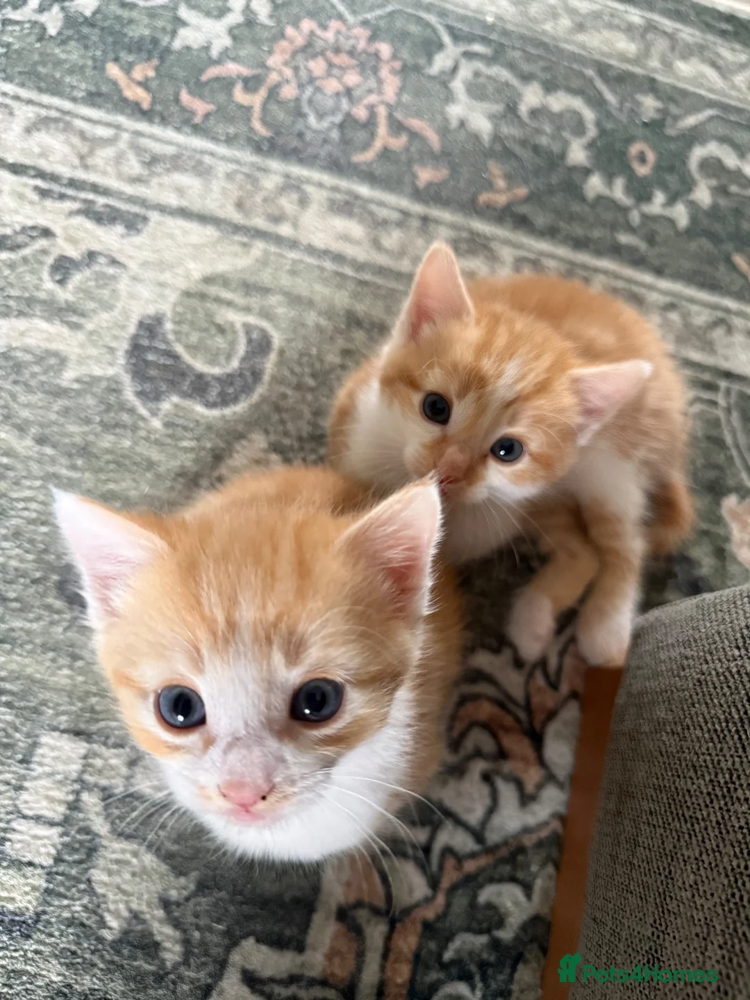 Mixed Breed cats for sale: Two Ginger Male Kittens  in Bicester - Advert 2