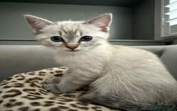 British Shorthair cats for sale: British colourpoint cross Ragdoll kittens - Advert 9
