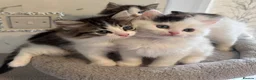 Ragdoll cats for sale: Beautiful Ragdoll kittens - Advert 3