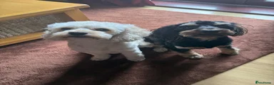 Cockapoo 2