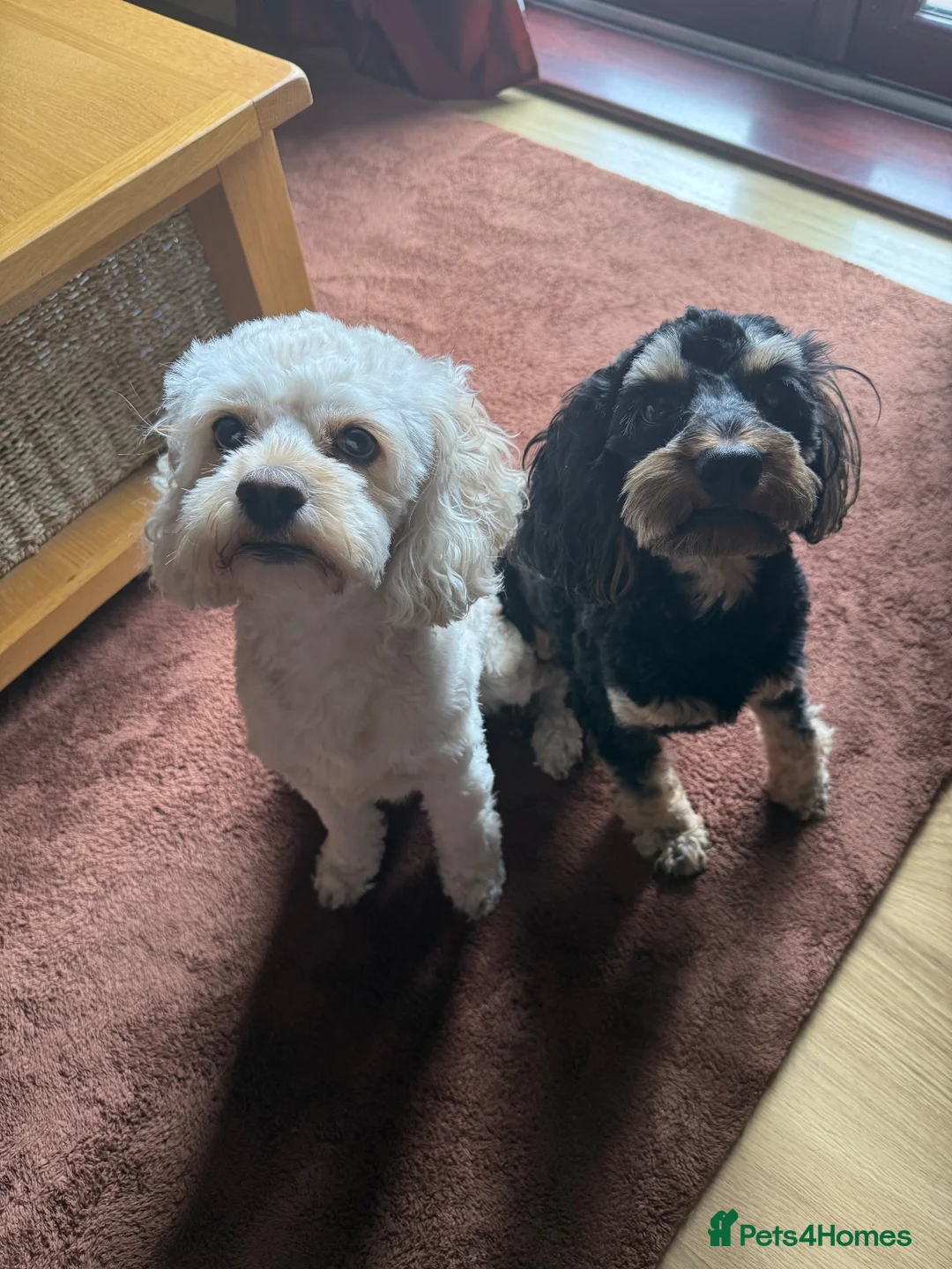 Cockapoo dogs for sale: Rehoming Cockapoo x2 - Advert 6