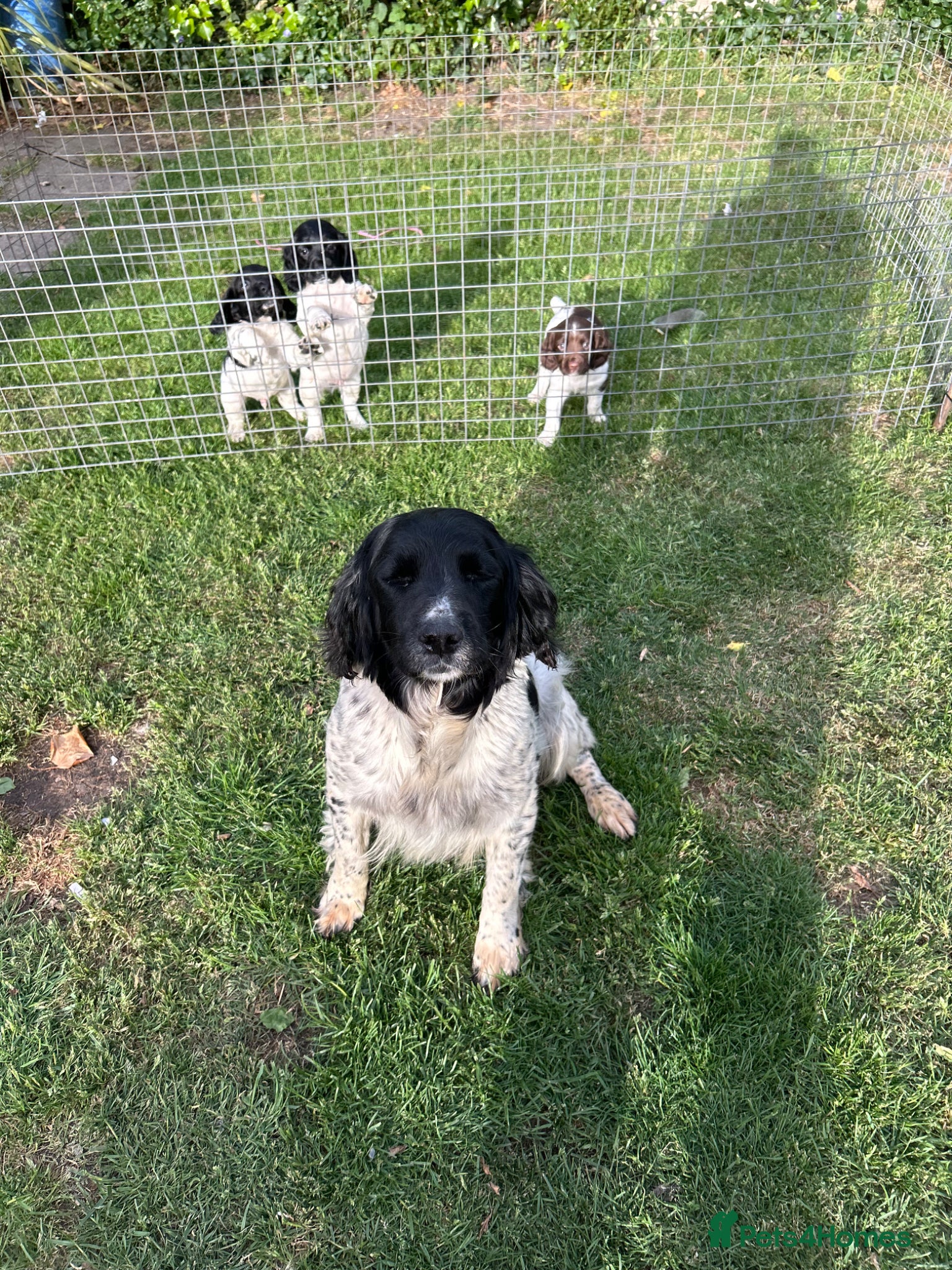 English Springer Spaniel dogs English Springer Spaniel Boys - Advert 7
