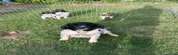 English Springer Spaniel dogs for sale: English Springer Spaniel Boys in Great Yarmouth - Advert 1