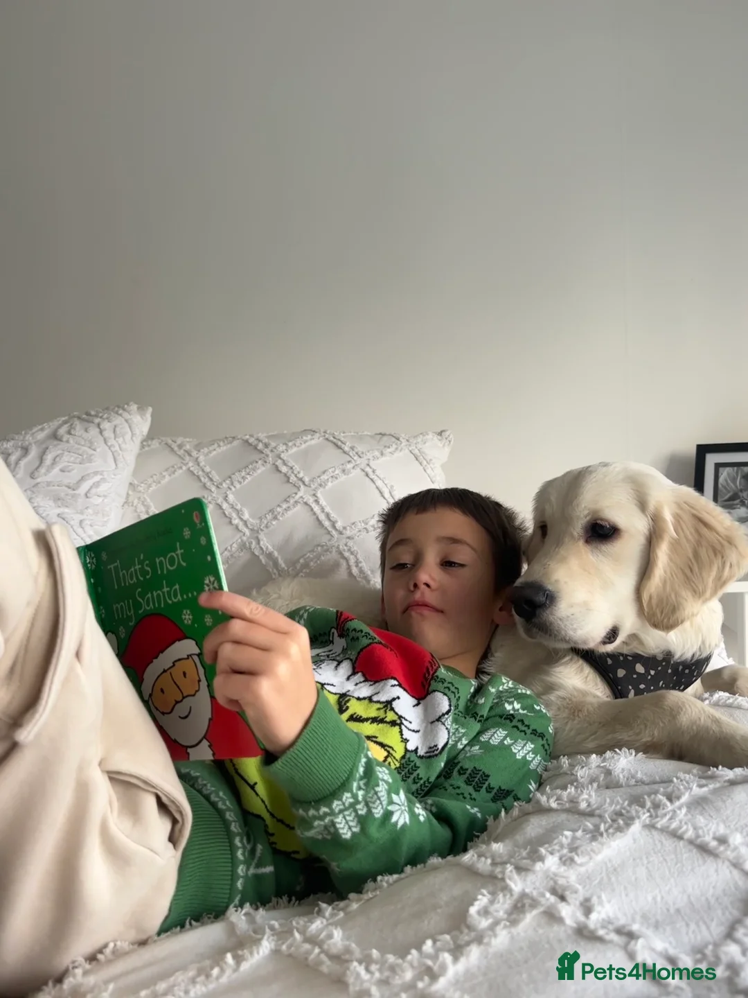 Golden Retriever dogs for sale: 8 month old golden retriever for rehome - Advert 9