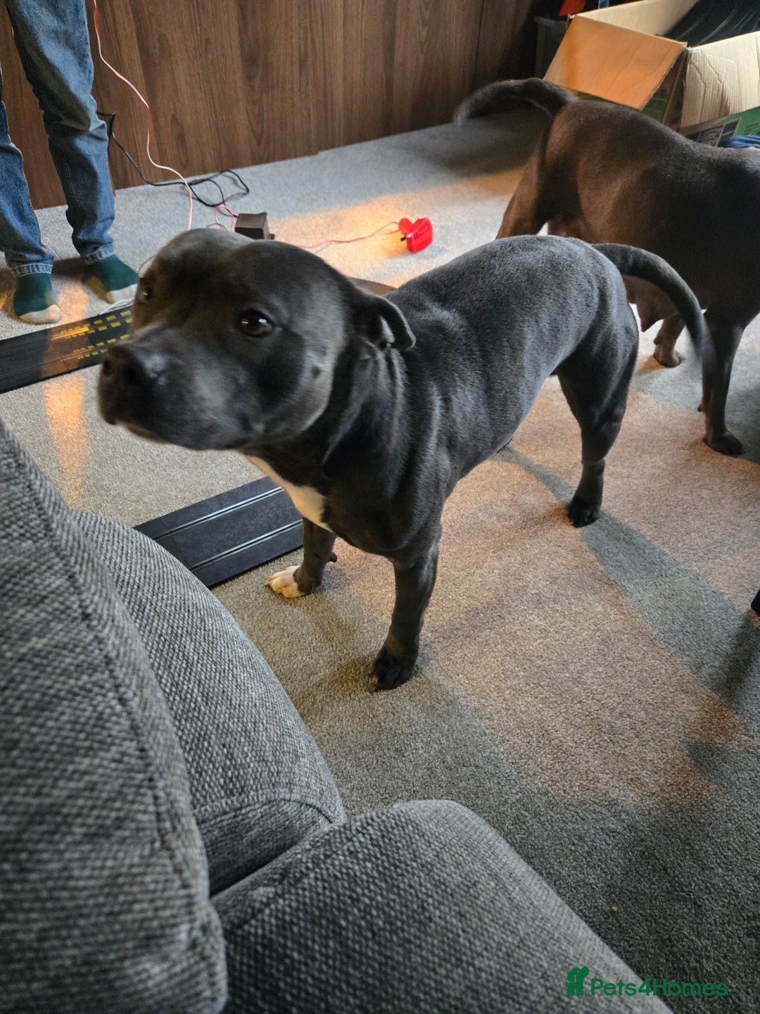 Staffordshire Bull Terrier dogs for sale: Blue Staffy Puppies 🐶 - Advert 22