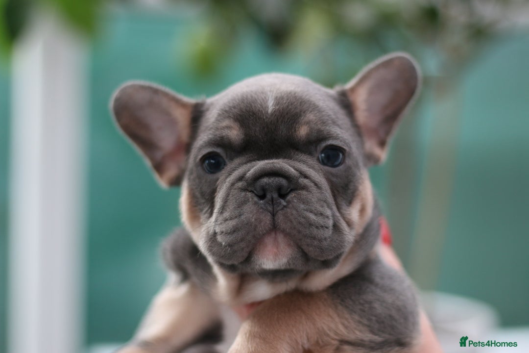 French Bulldog dogs for sale: Cute French Bulldog Puppies Available Soon - Advert 3