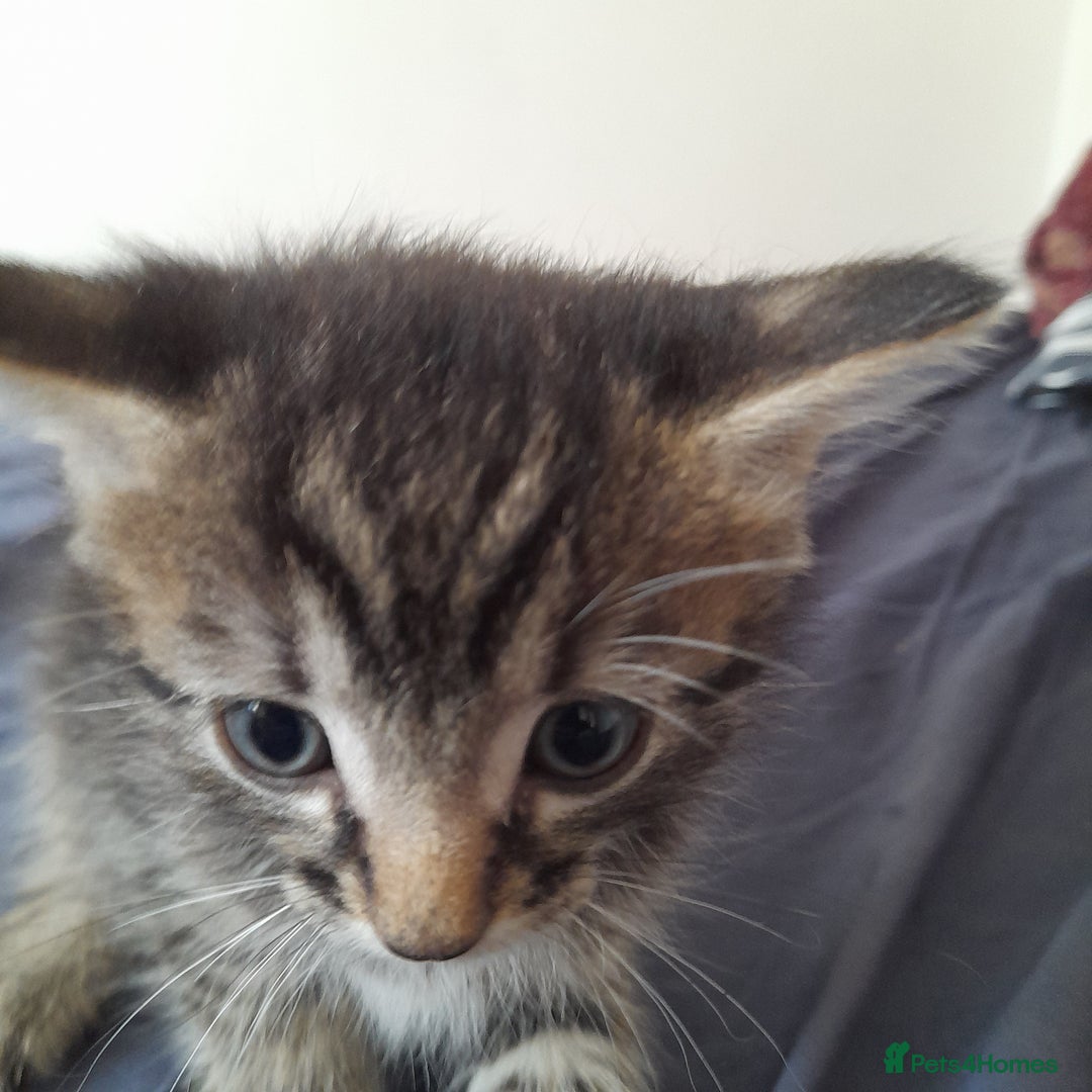 Bengal cats for sale: 6 Beautiful, Healthy Kittens - Image 13