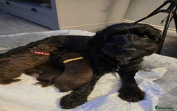 Cockapoo dogs for sale: 2 little F1B girl cockapoos ready to go - Advert 2