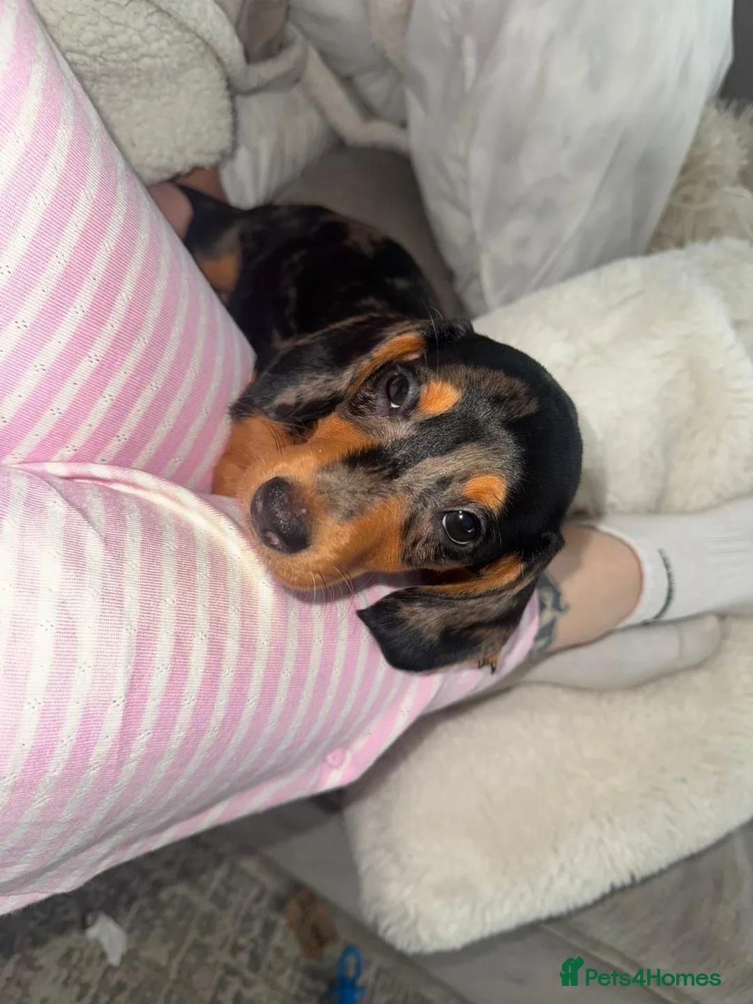 Dachshund dogs for sale: Miniature dash hound  in Port Talbot - Advert 14