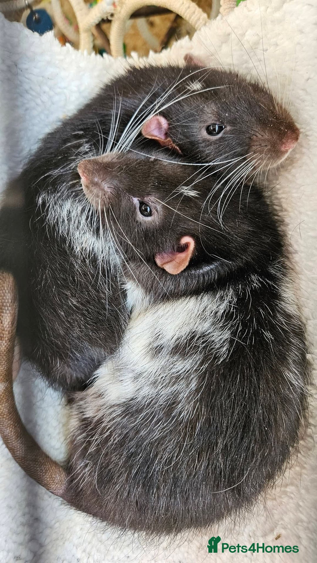 Rat rodents for sale: X3 Male Rats & Cage (cage can be sold seperately) - Advert 4