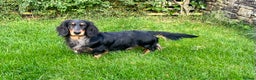 Dachshund dogs for stud: Standard Silver Dapple Long Haired Dachshund Stud in Bishop Auckland - Advert 3