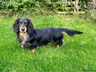 Dachshund dogs in Bishop Auckland - Advert 37