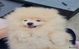 Pomeranian dogs for sale: Stunning Teddy purebreed Russian/Ukrainian poms in Basildon - Image 26