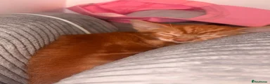 Domestic Shorthair 2