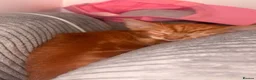 Domestic Shorthair cats for sale: Two domestic short hair ginger kittens  in Pontefract - Advert 6
