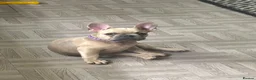 French Bulldog dogs for sale: Beautiful female French bulldog  - Advert 4