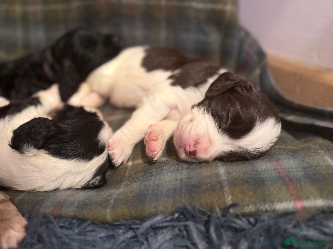 Cocker Spaniel dogs for sale: Cocker Spaniel Merle Puppies  - Advert 22