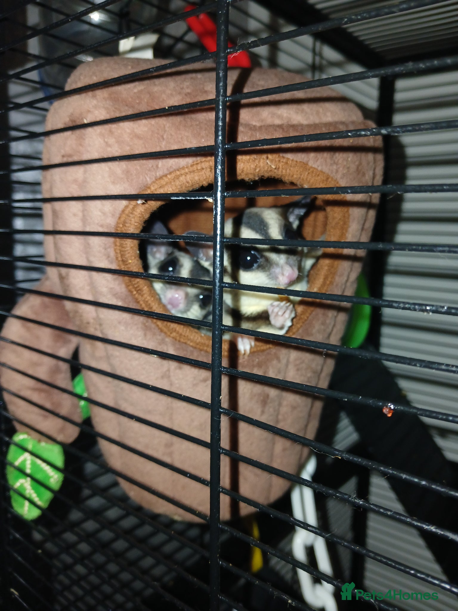 Sugar Glider rodents Friendly hand held glider boy - Advert 3