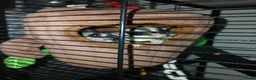Sugar Glider rodents for sale: Friendly hand held glider boy - Advert 1
