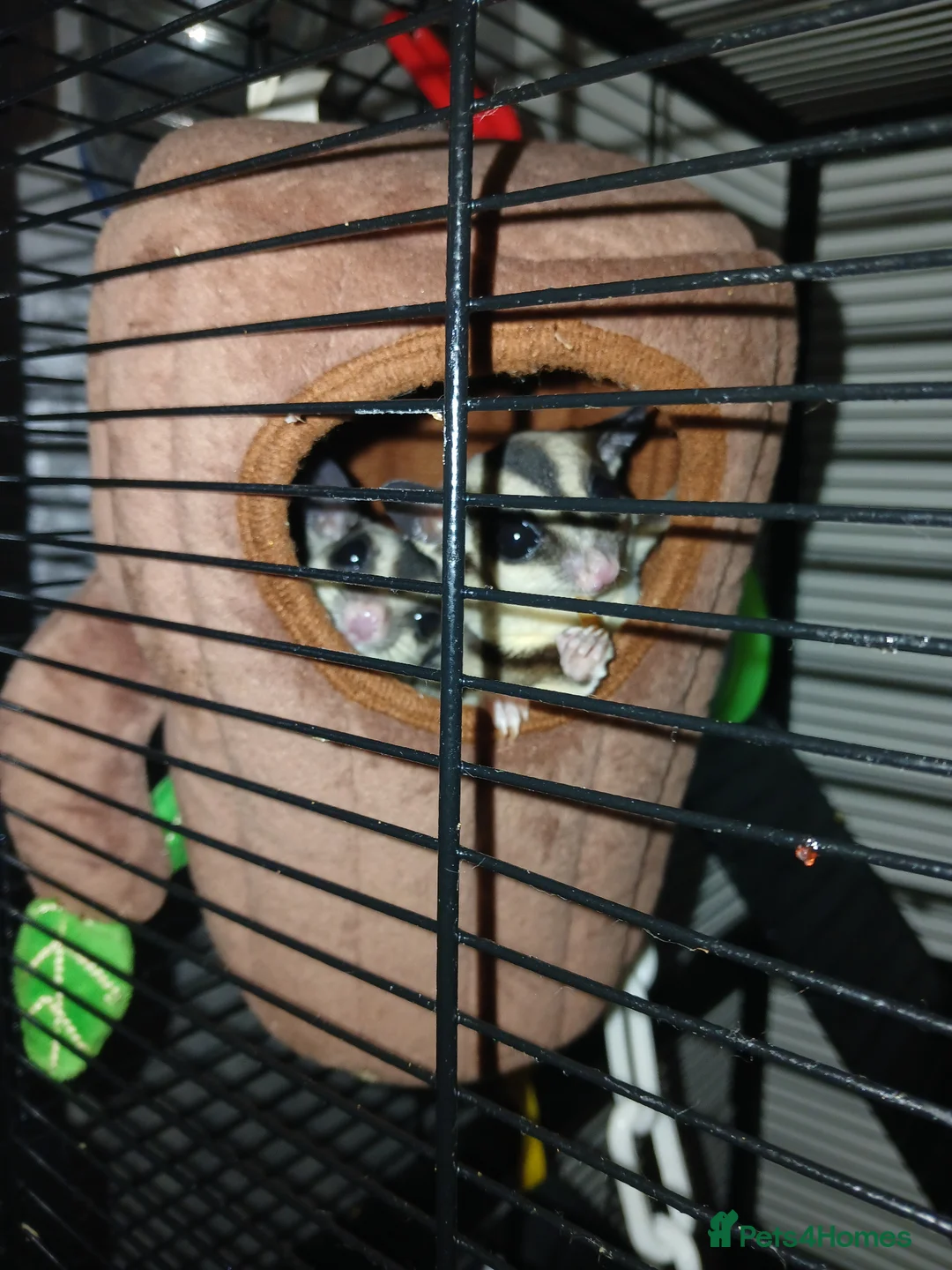 Sugar Glider rodents for sale: Friendly hand held glider boy - Advert 1