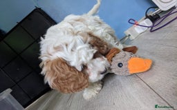 Cavapoo dogs for sale: Beautiful black and white cavapoo’s puppies - Advert 10