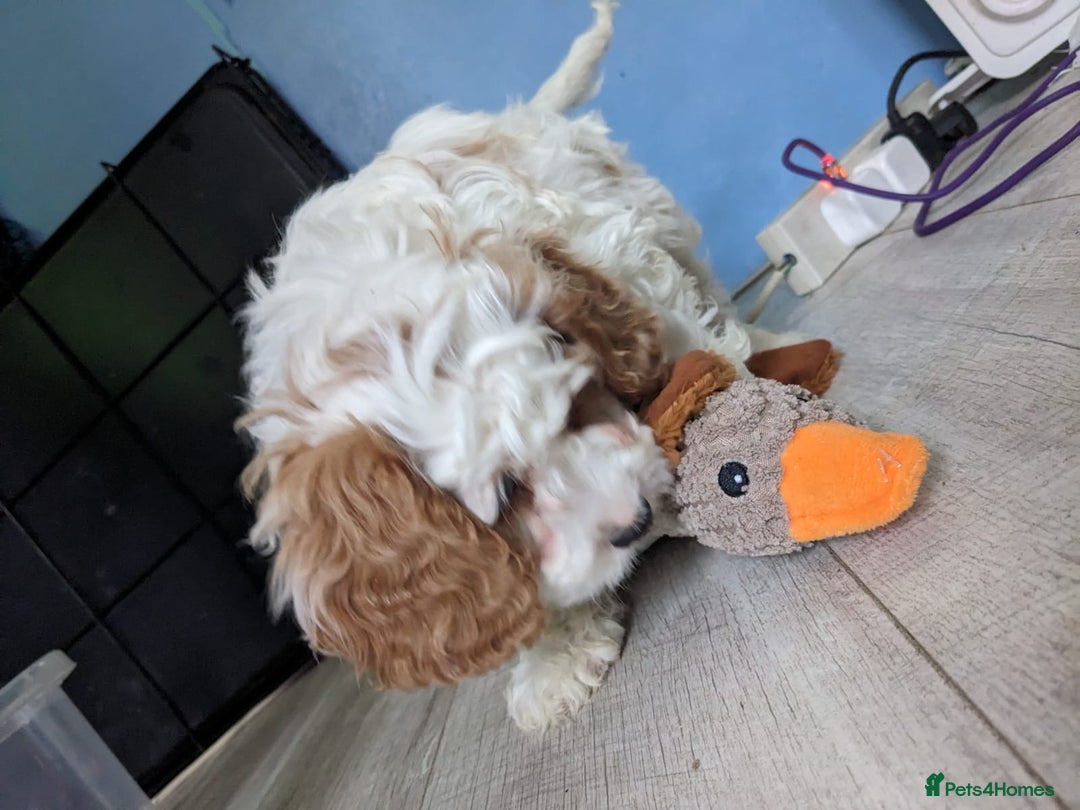 Cavapoo dogs for sale: Beautiful black and white cavapoo’s puppies - Advert 10